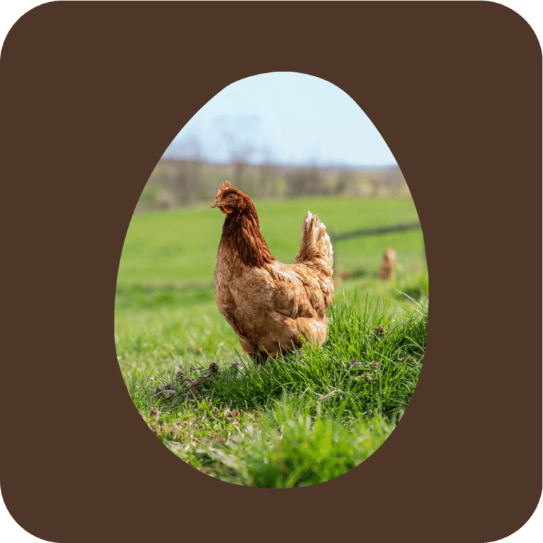 Organic Hen