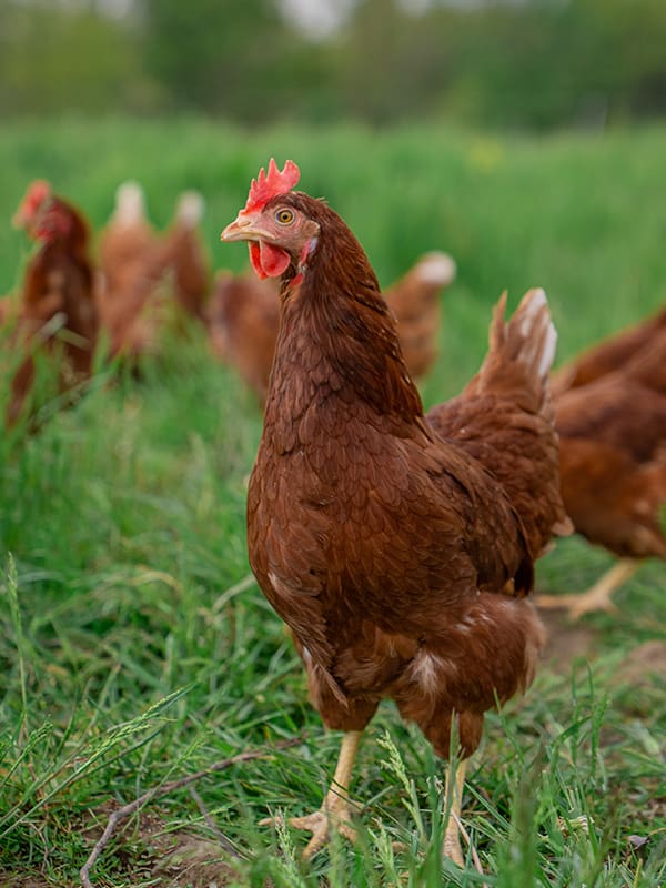 Hen4