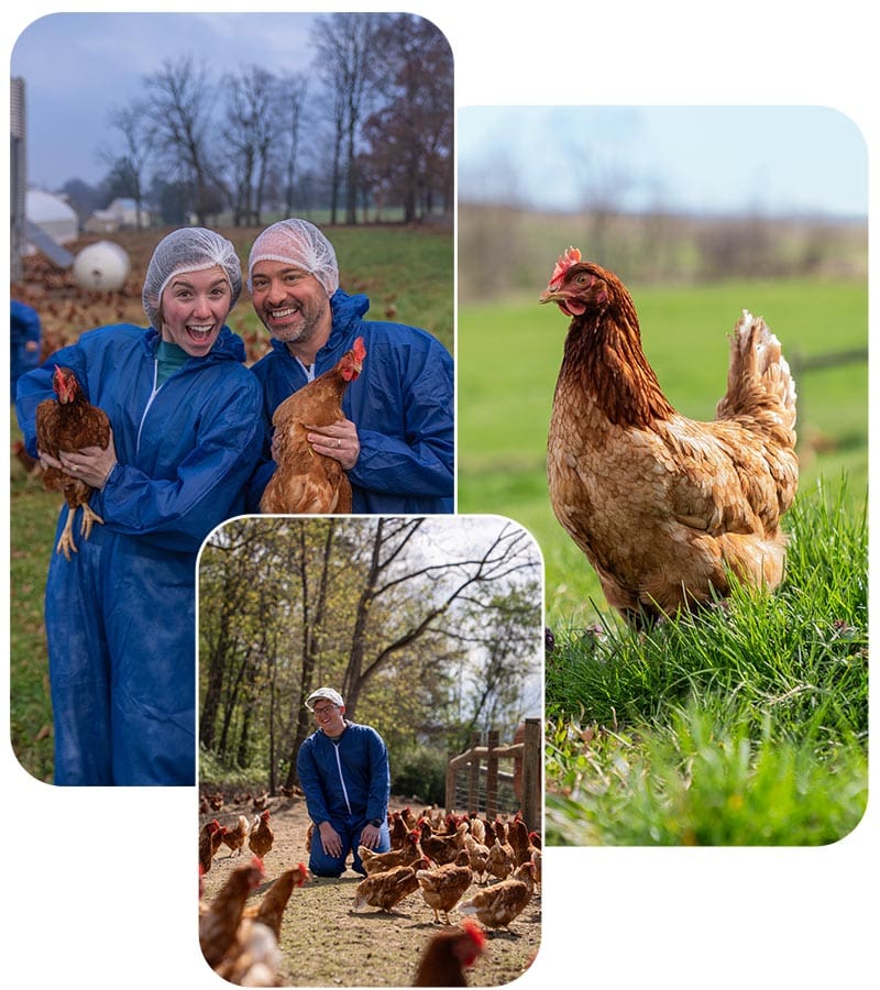 A collage featuring various individuals interacting with chickens in diverse settings